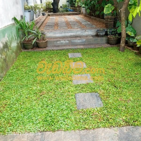 Malaysian grass Price Kegalle