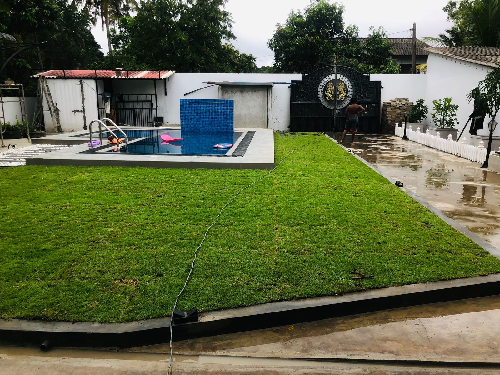 Australian Grass price kottawa sri lanka