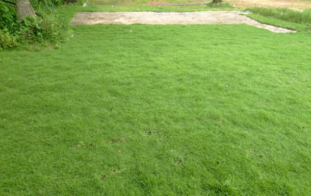 Malaysian Grass price Pannipitiya