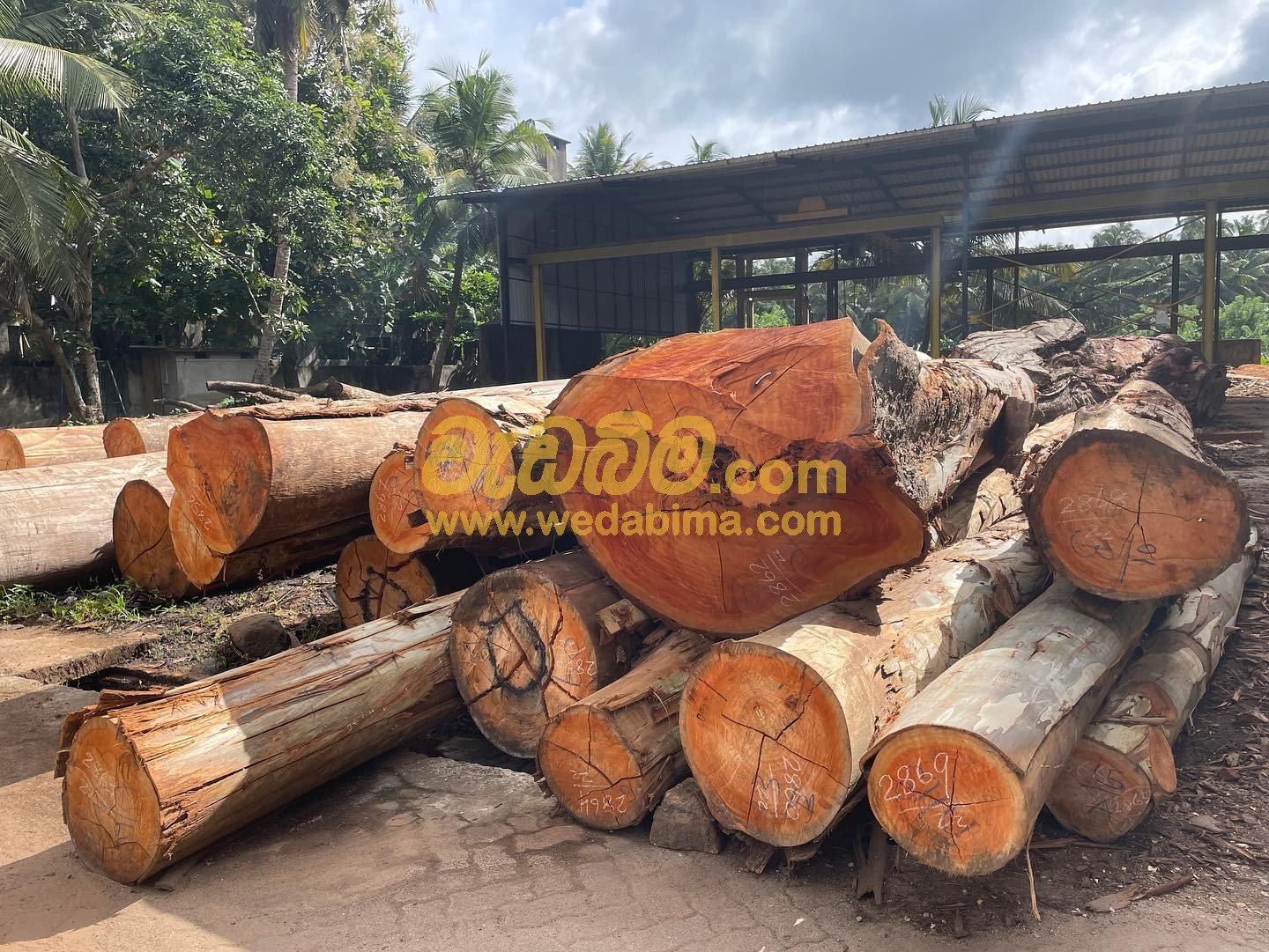 Grandis wood yakkala gampaha