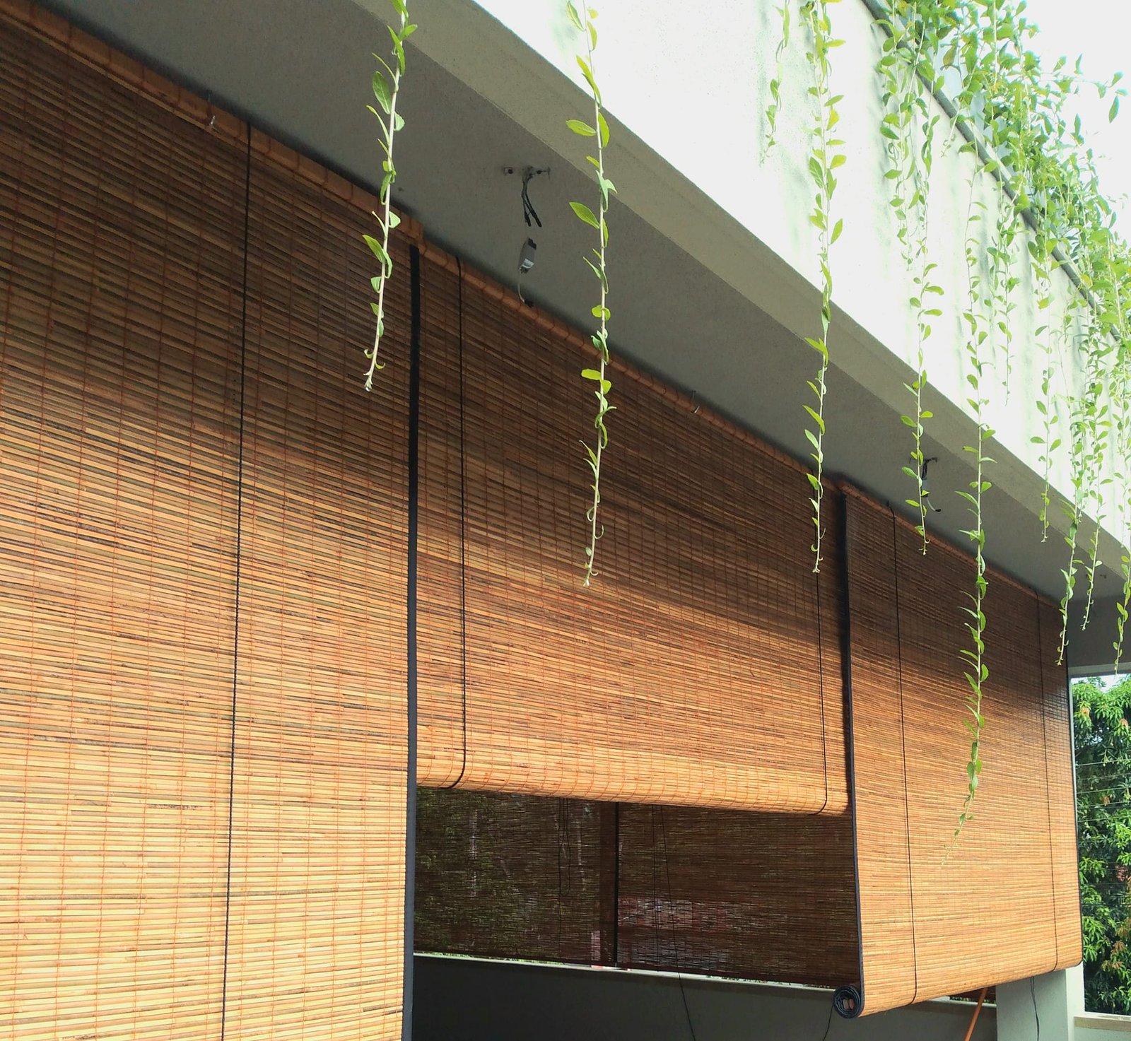Other image 202509/bamboo-blinds-price-in-galle-wedabima-789d3e70ef.jpg